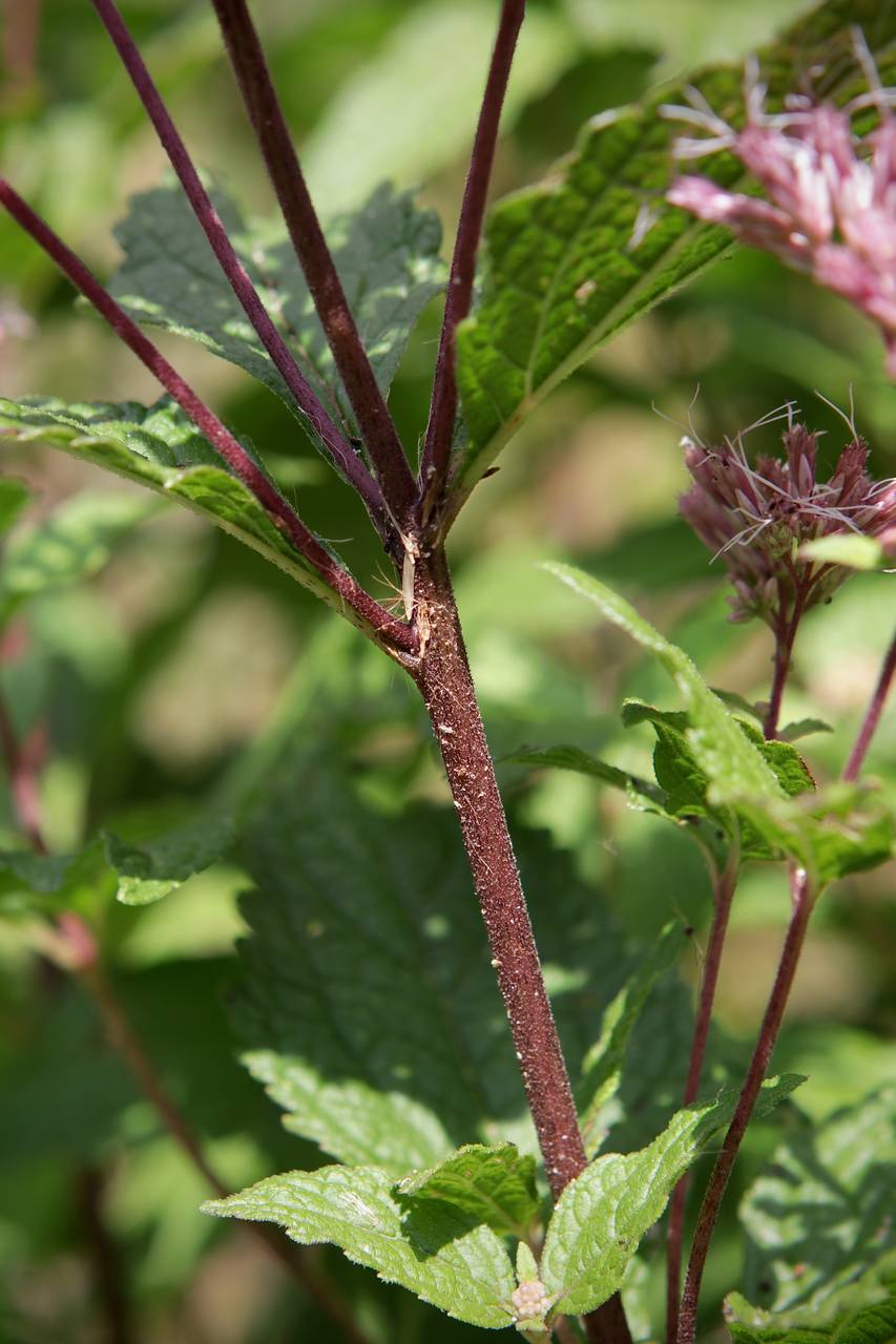 Photo of Dwarf Joe-Pye Weed